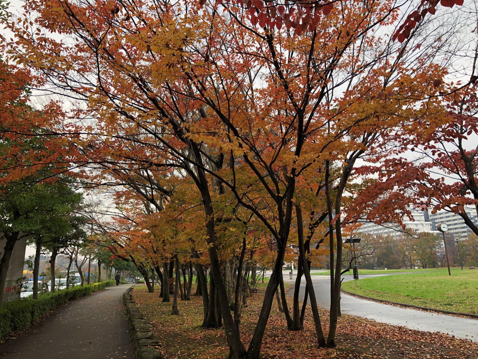 秋の小松川公園