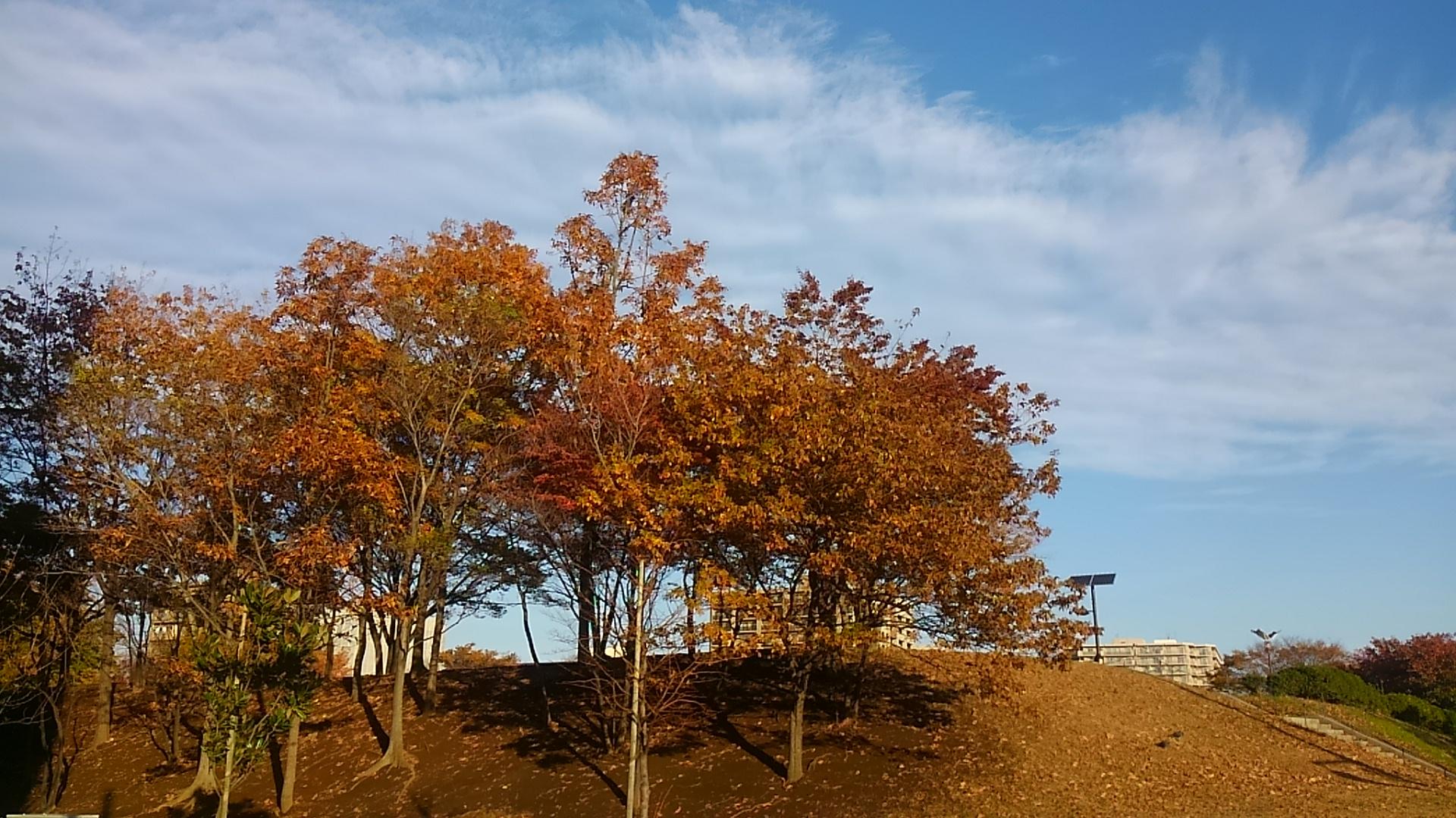 秋の小松川公園