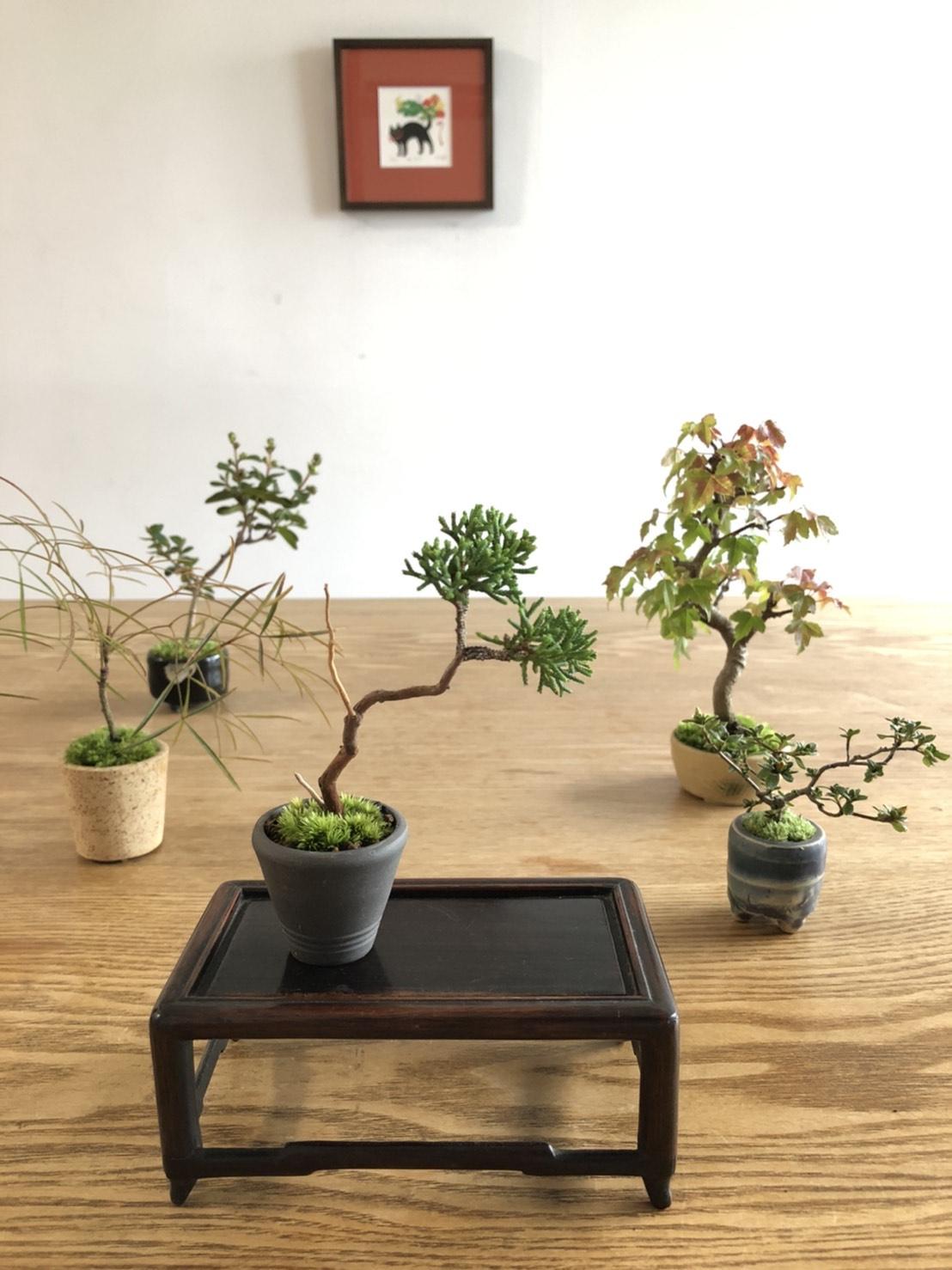 季節の盆栽 Soboku 森下文化センター 公益財団法人 江東区文化コミュニティ財団