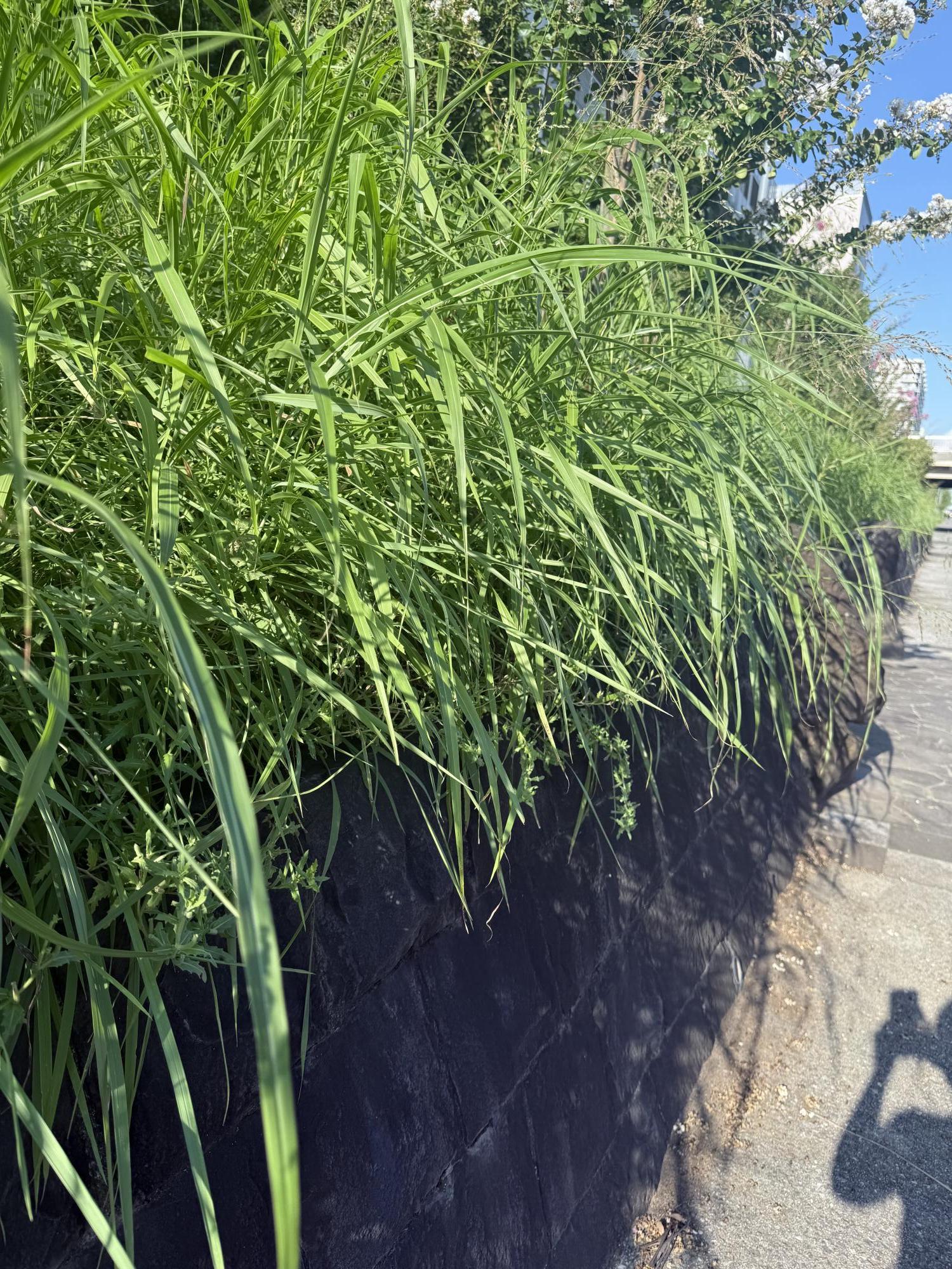 写真:蚊に刺され僕の足見て母絶叫