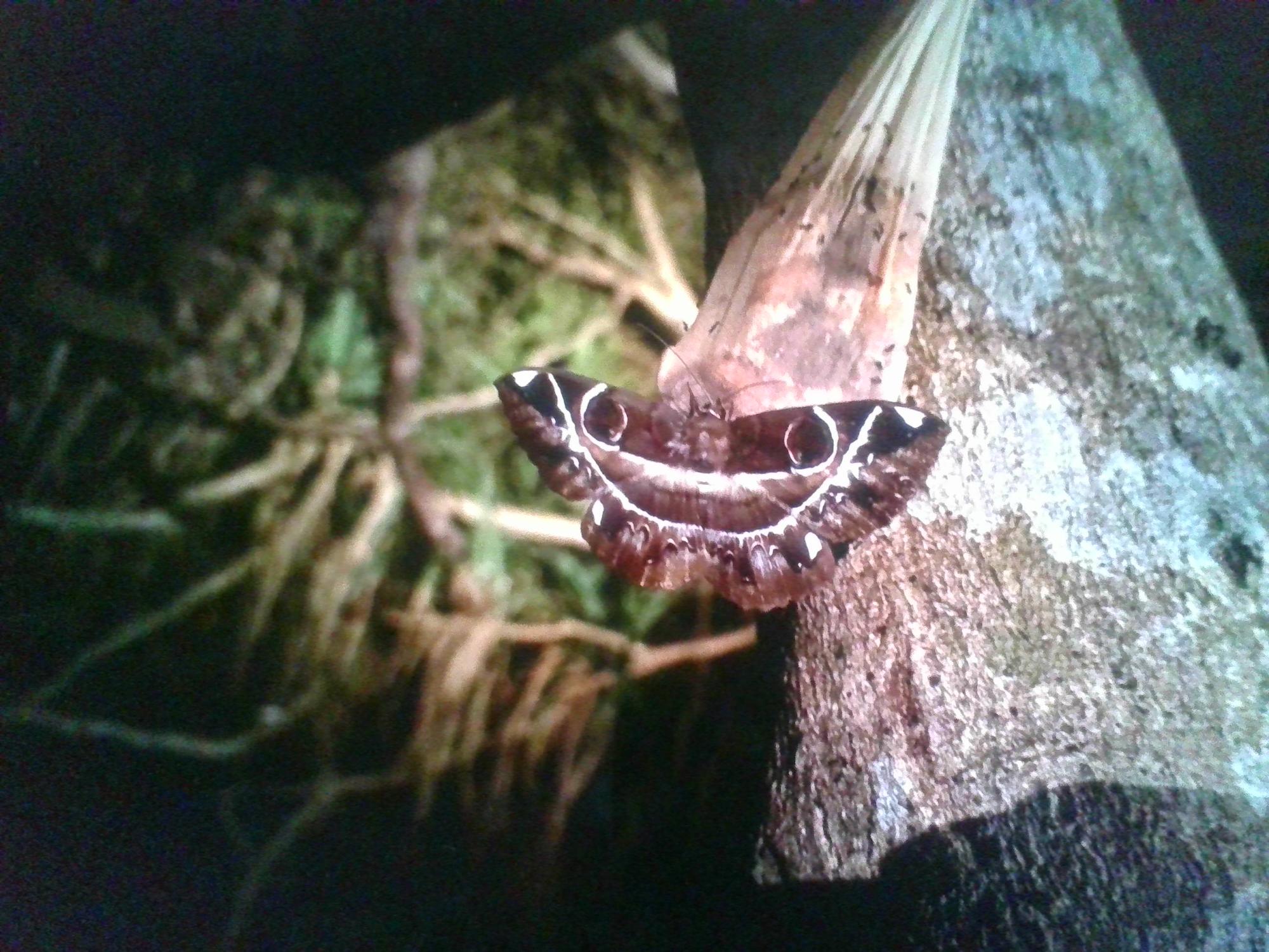 写真:夏休みトラップしかけて虫取れた