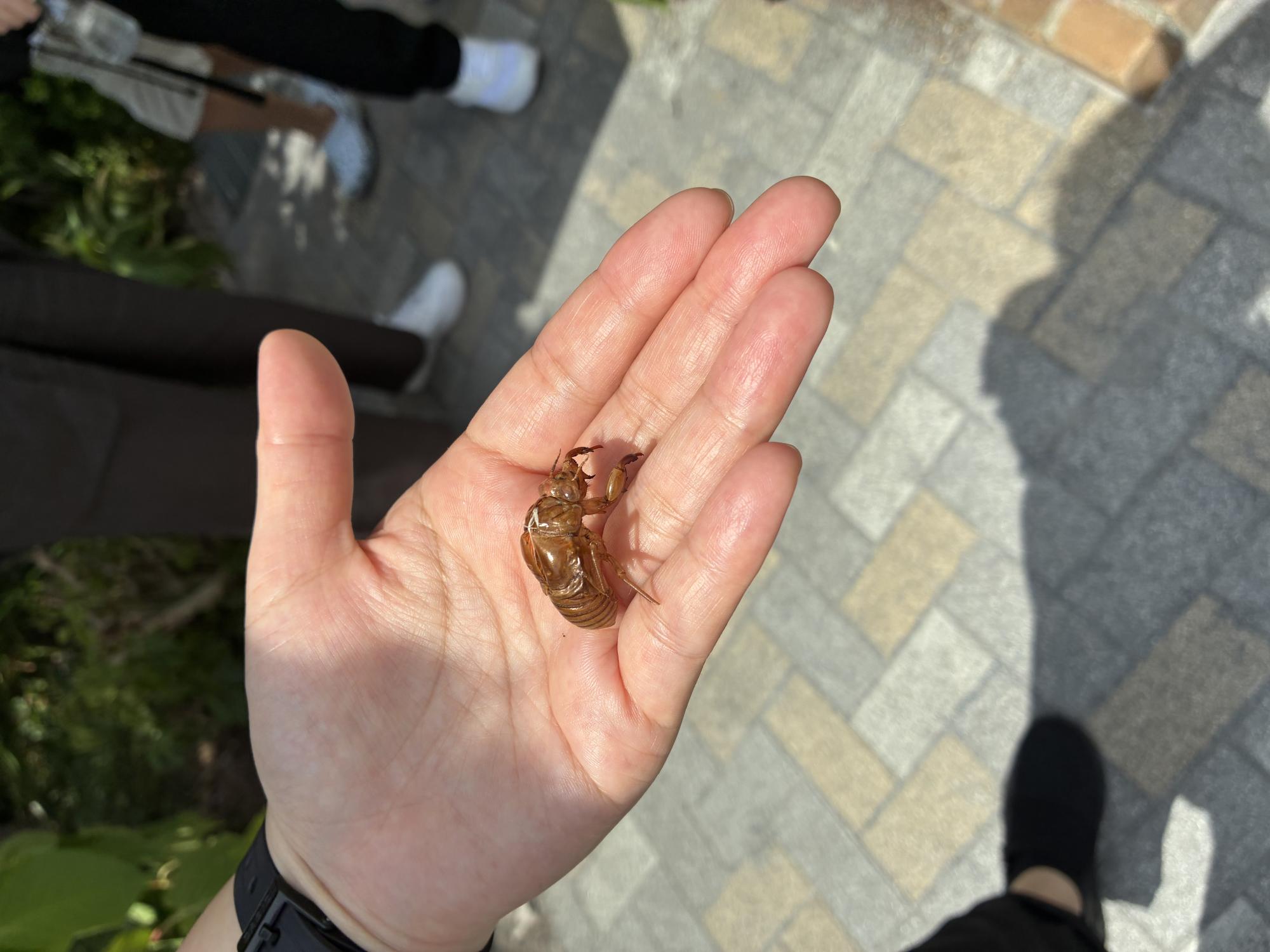 写真:空蝉が動き出すかもじっと見る