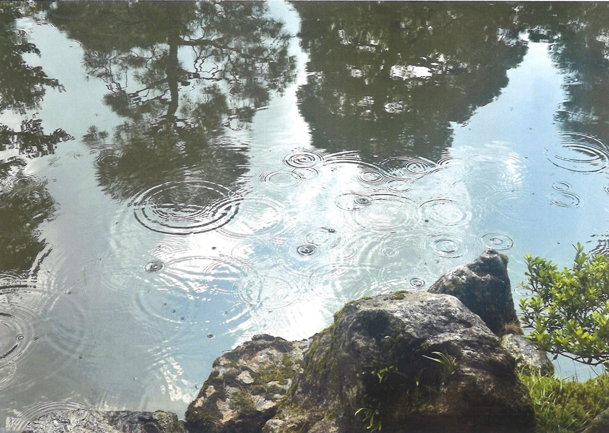 写真:アメンボがはねて踊って雨模様