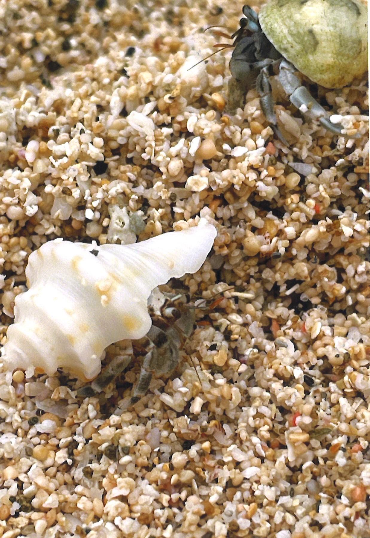 写真:なつのはまいろんなかいがあるきだす