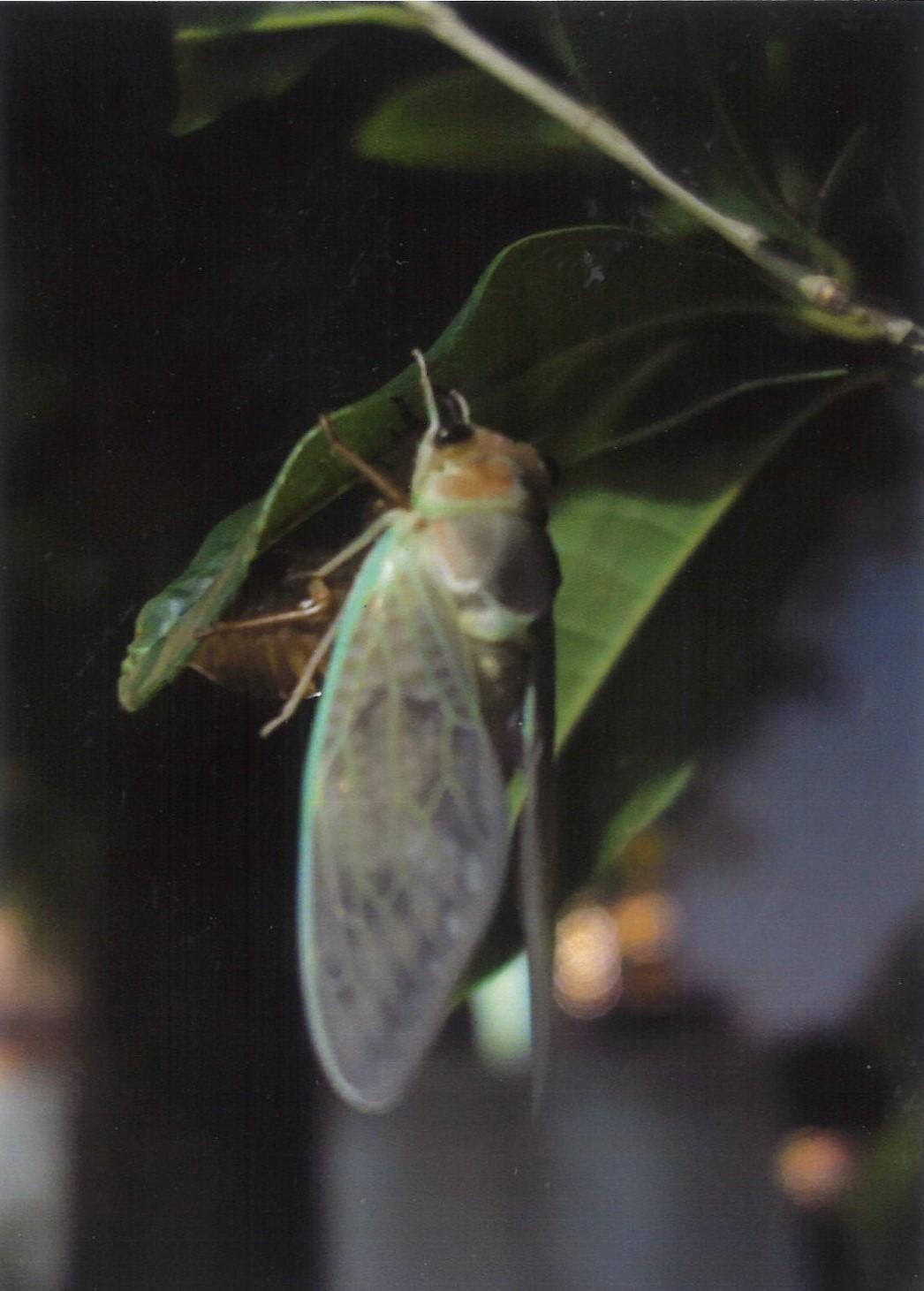 写真:日がくれて白くまぶしいせみの羽