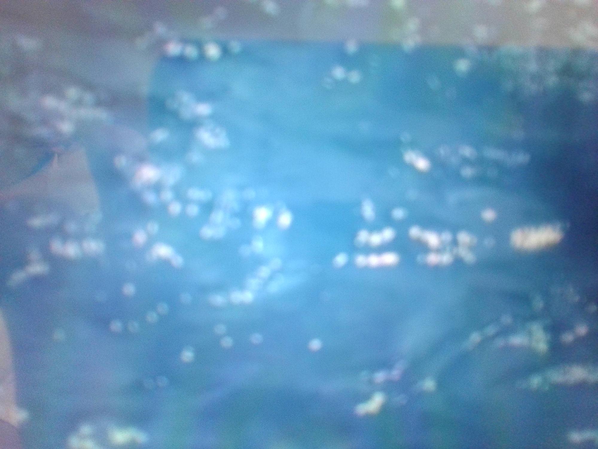 写真:僕の夏流れるプールで流れない